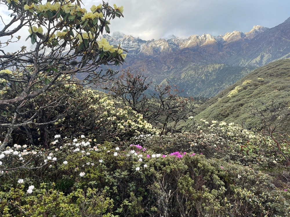 Sikkim Goechala Trek