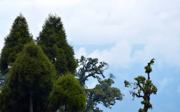 sandakphu package tour