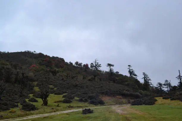 sandakphu phalut trek