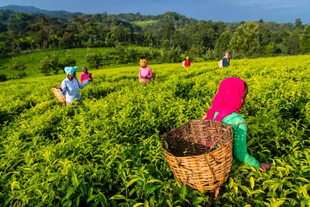 darjeeling to gangtok