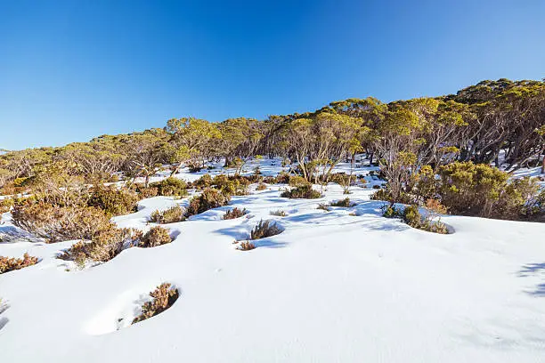 sandakphu in January