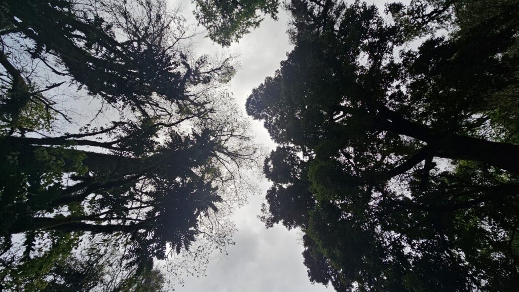Scenic Views from trekking in West Sikkim