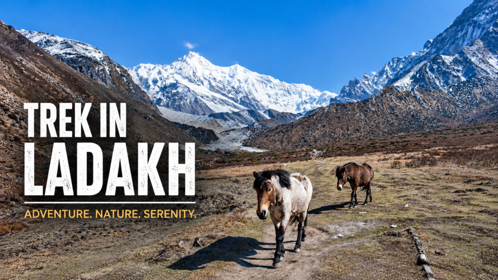Trekking in Ladakh through a scenic Himalayan valley with horses and snow-capped mountains under a clear blue sky